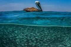 ���ζ���Ǳˮ��⣺��һ�������峺����