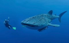 ����Ƶ��manta�����㼰��Ǳ����������