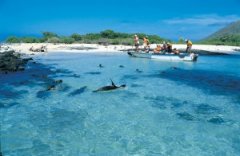 �������������������壨malpelo��