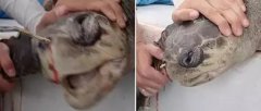 �о�С�鷢��һֻ��ʹ��ĺ��꣬��Ϊ����Ϊ�������м����棬û��
